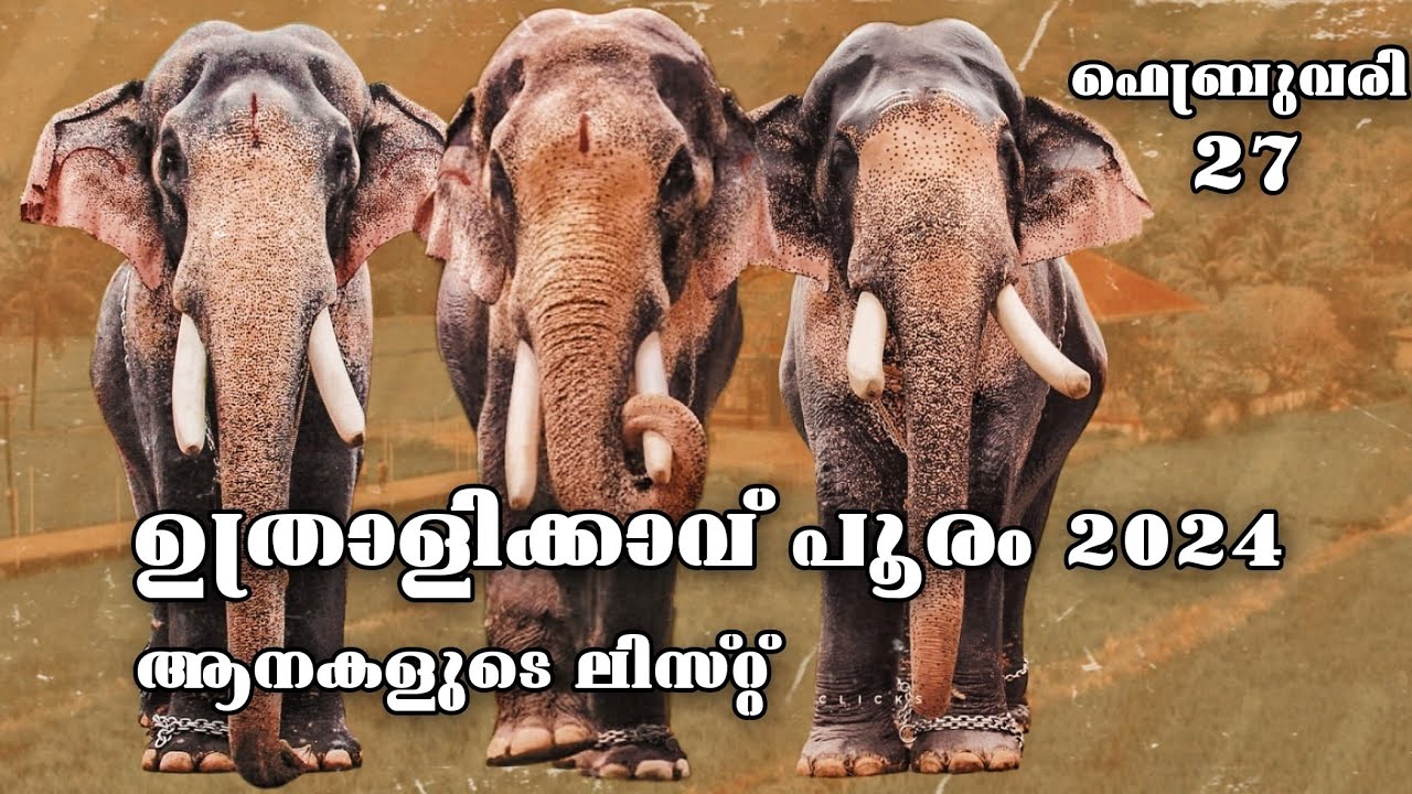 ഉത്രാളികാവ് പൂരം 2024 പങ്കെടുക്കുന്ന ആനകൾ | Uthralikkavu Pooram 2024 elephants aanakal 🔥