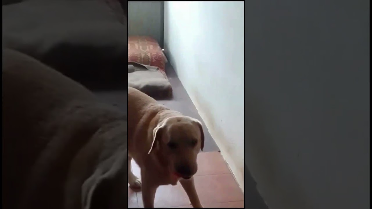 Pet talk sinhala : වරෙන්කො සෙල්ලම් කරන්න  #shorts  #pettalk