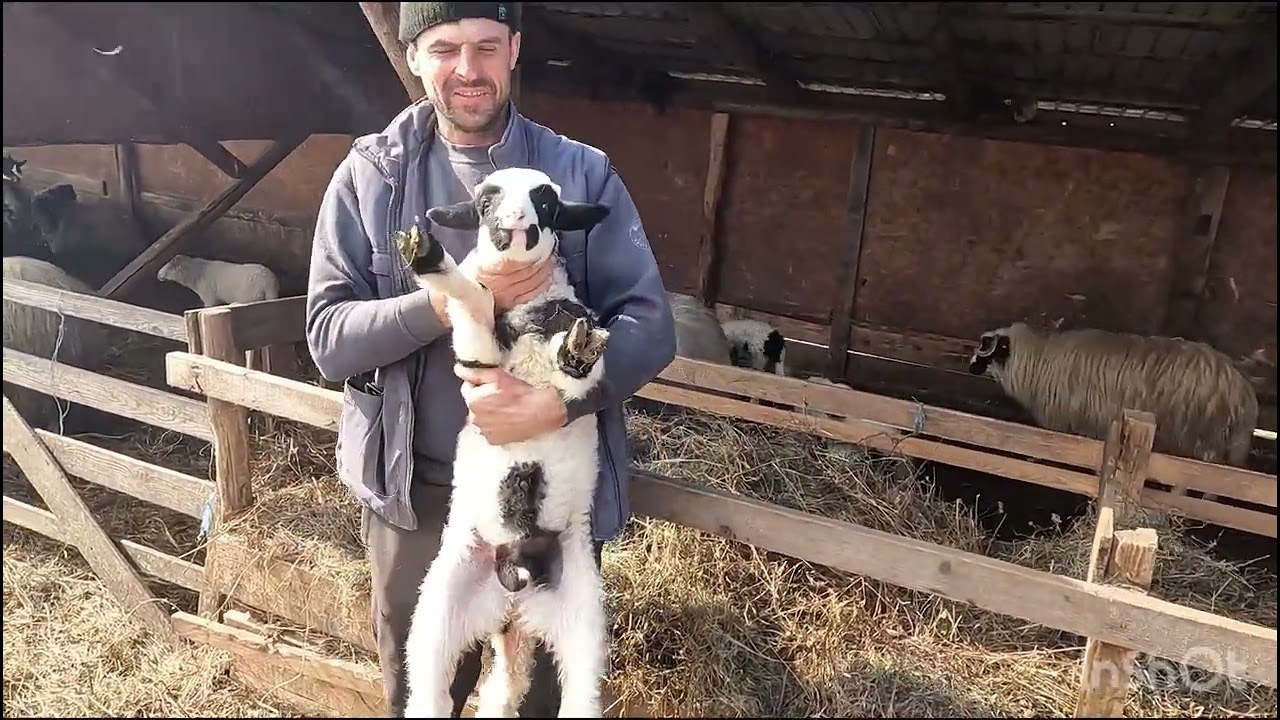 OILE BREZE A LUI SOLOMON SOPORAN .DIN URMENIS .B-N.BERBECI FRUMOȘI
