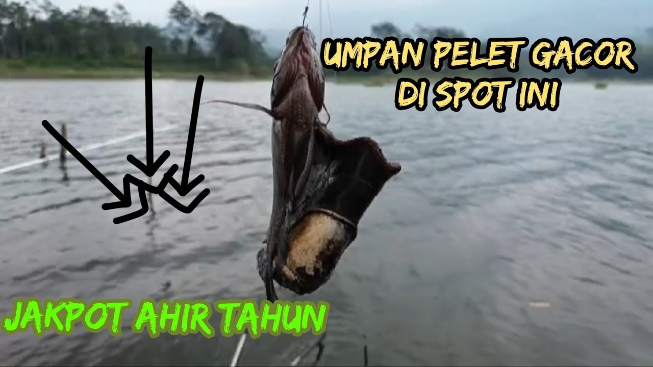 MANCING IKAN NILA UMPAN PELET‼️spot KADANG KEBO WSN ngantang kabupaten malang