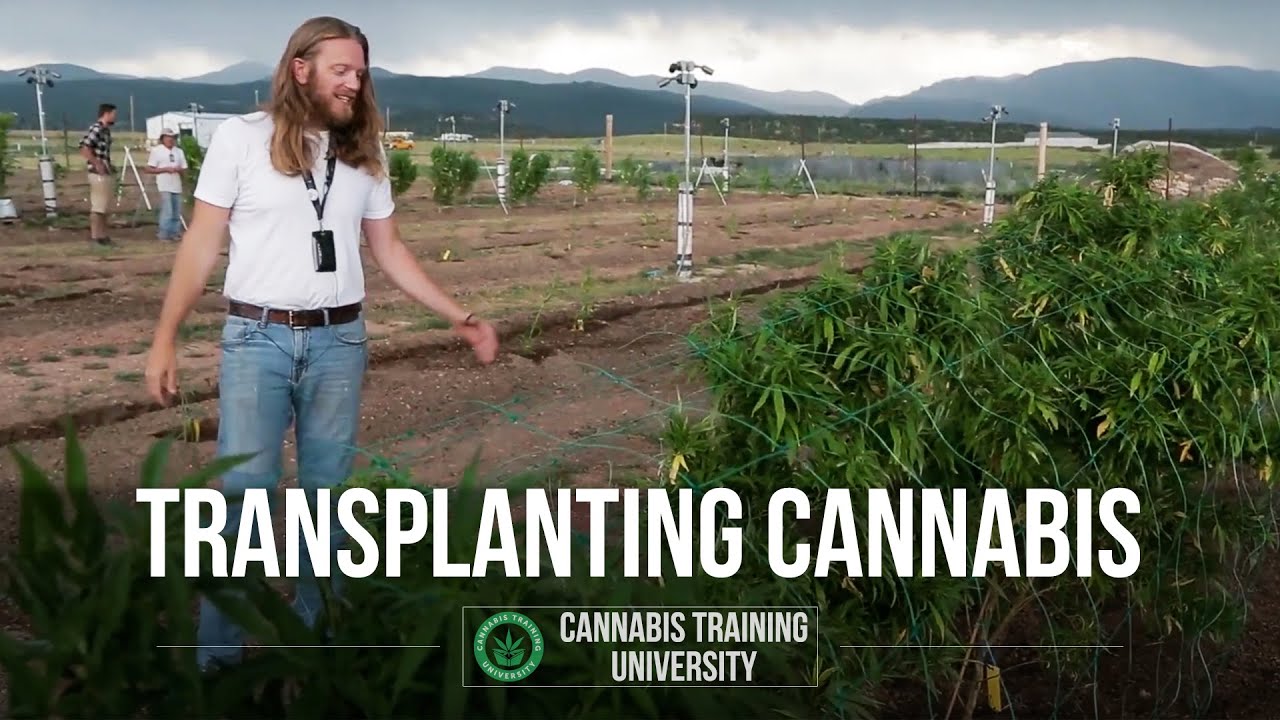 How to Transplant Cannabis Plants -Growing Weed Indoors Step by Step- Cannabis Training University
