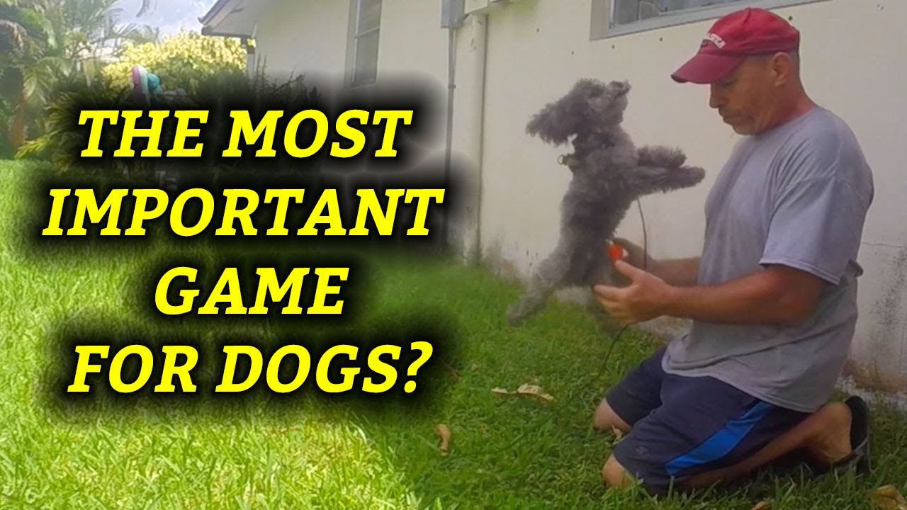 Ivan Balabanov's Chase & Catch Taught To Poodle Puppy session #1