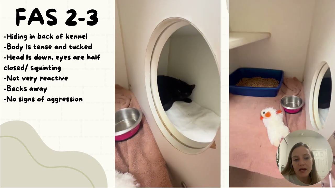 Assessing Feline Fear, Anxiety, and Stress (FAS)