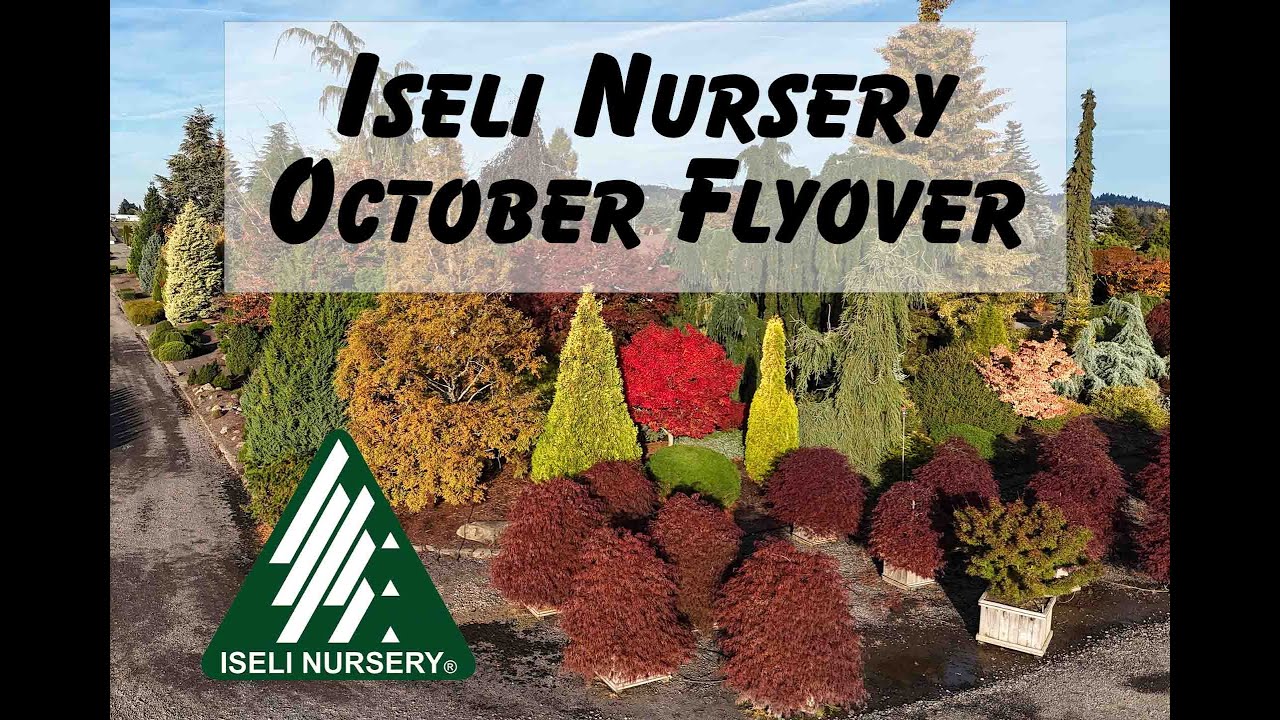 Iseli Nursery Autumn Flyover