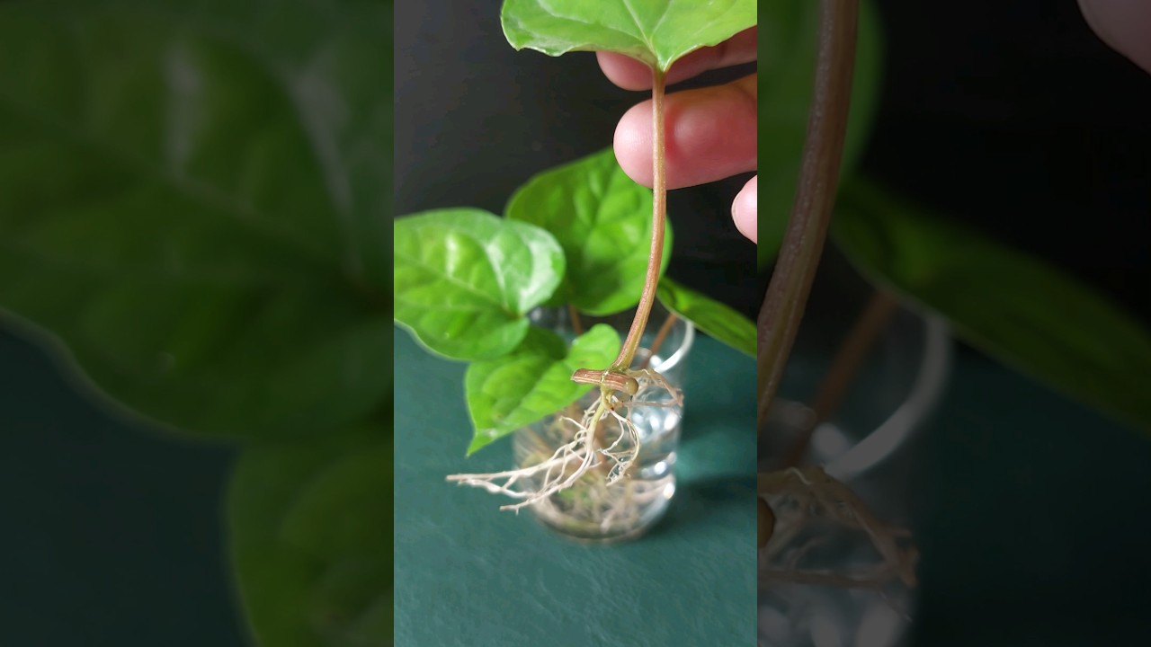 How to Grow Betel Leaf Plant from Leaves #betelleaf #propagation #gardening  #shorts #youtubeshorts