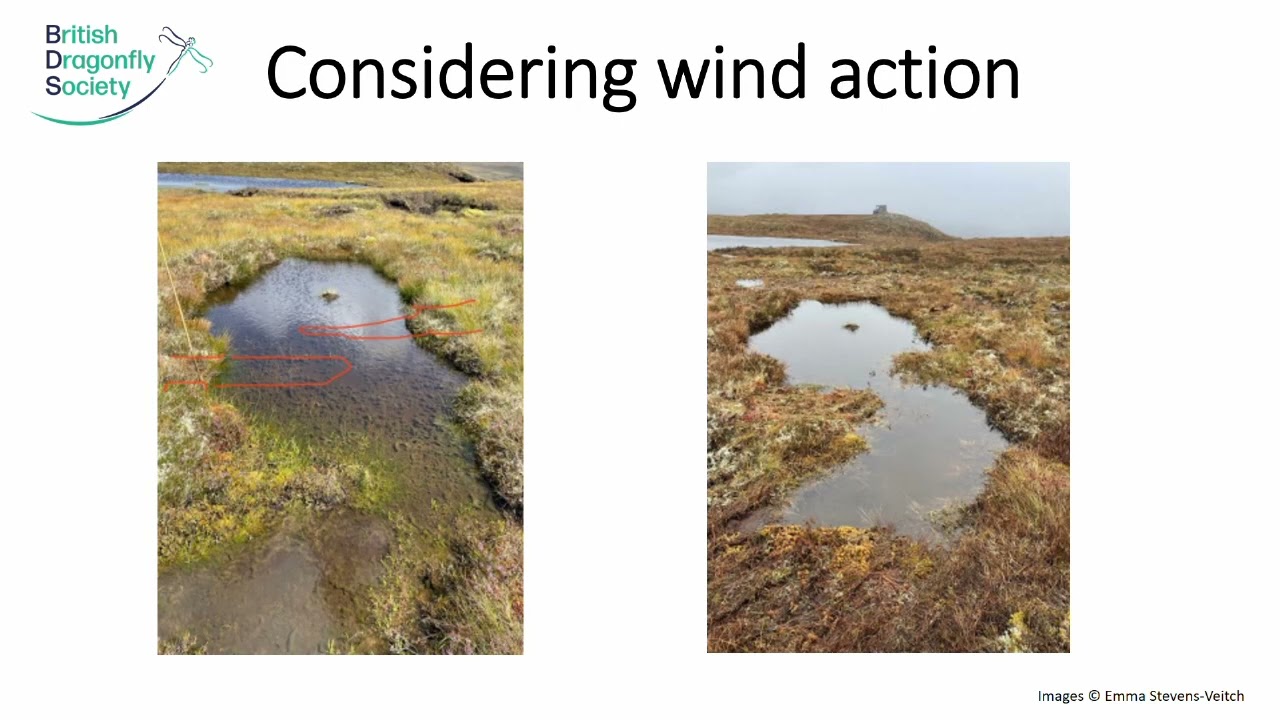 Dragonflies on the Bog Project Update (AGM 2025)