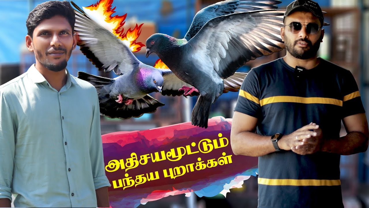 Racing pigeon|| flying 1000km || pigeon sale||அதிசயமூட்டும் பந்தைய புறாக்கள் ||Homer Pigeon loft ||