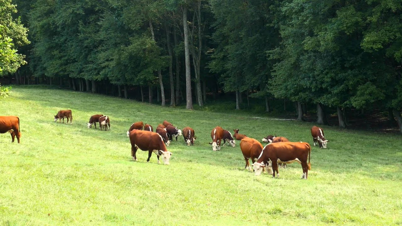 DTF Cattle Reproduction - Embryo Collection & Transfer