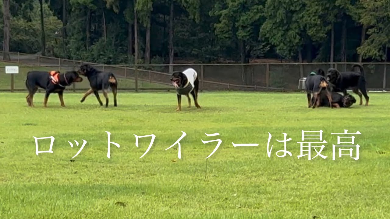 大勢の大型犬ロットワイラー達と過ごした1泊2日の犬旅　Rottweiler gathering