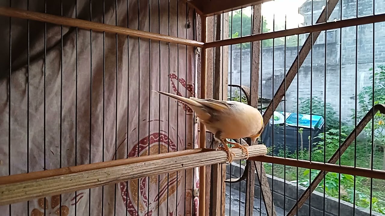 Burung Alam Istimewa