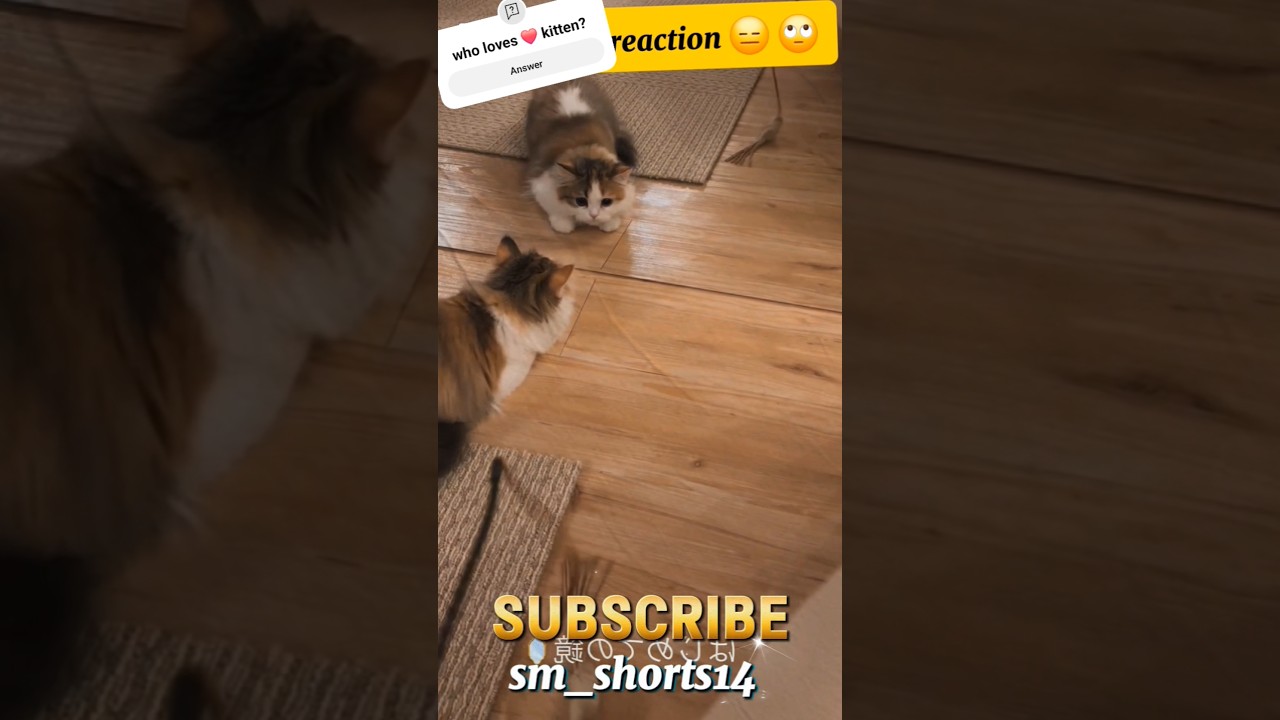 Cat 🐈 with his mirror image reaction 😆 gone viral on Internet #shorts #cat #funny #sm_shorts14