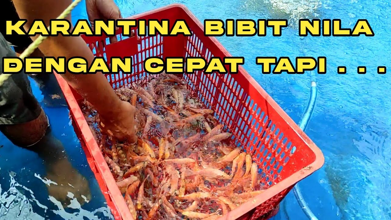 Cara Karantina Bibit Ikan Dengan Benar Dan Cepat Membuat Ikan Sehat Semua