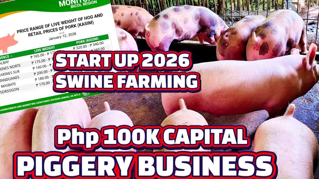 PIGGERY BUSINESS SAAN AABOT ANG 100K NA PUHUNAN SA PAG AALAGA NG BABOY 2026