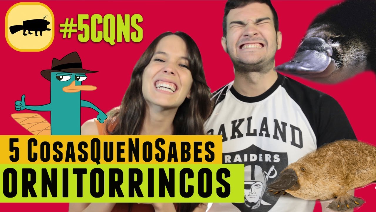 Perry el ornitorrinco es venenoso | #5CQNS