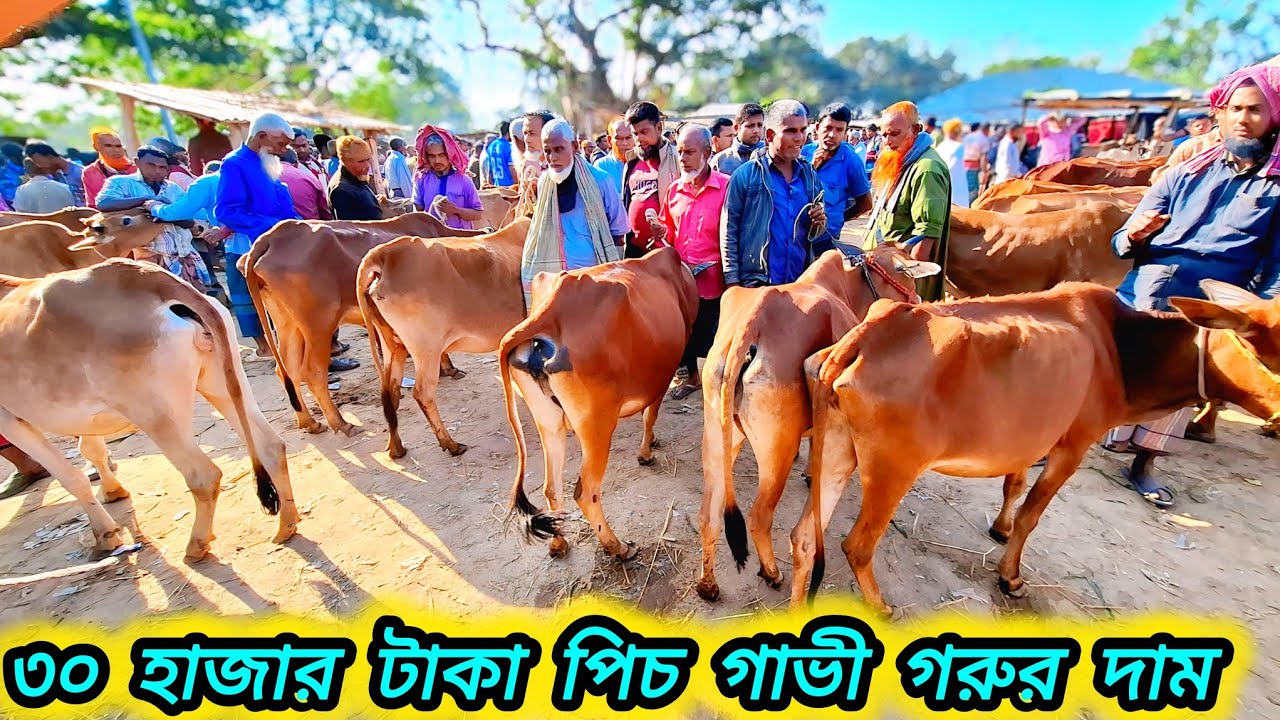 ১৪/১২/২৫/ হাড্ডিসার গাভী গরুর দাম দর জানুন নওগাঁ ধামইর হাট থেকে haddisar gorur dam 2025 #cow 
