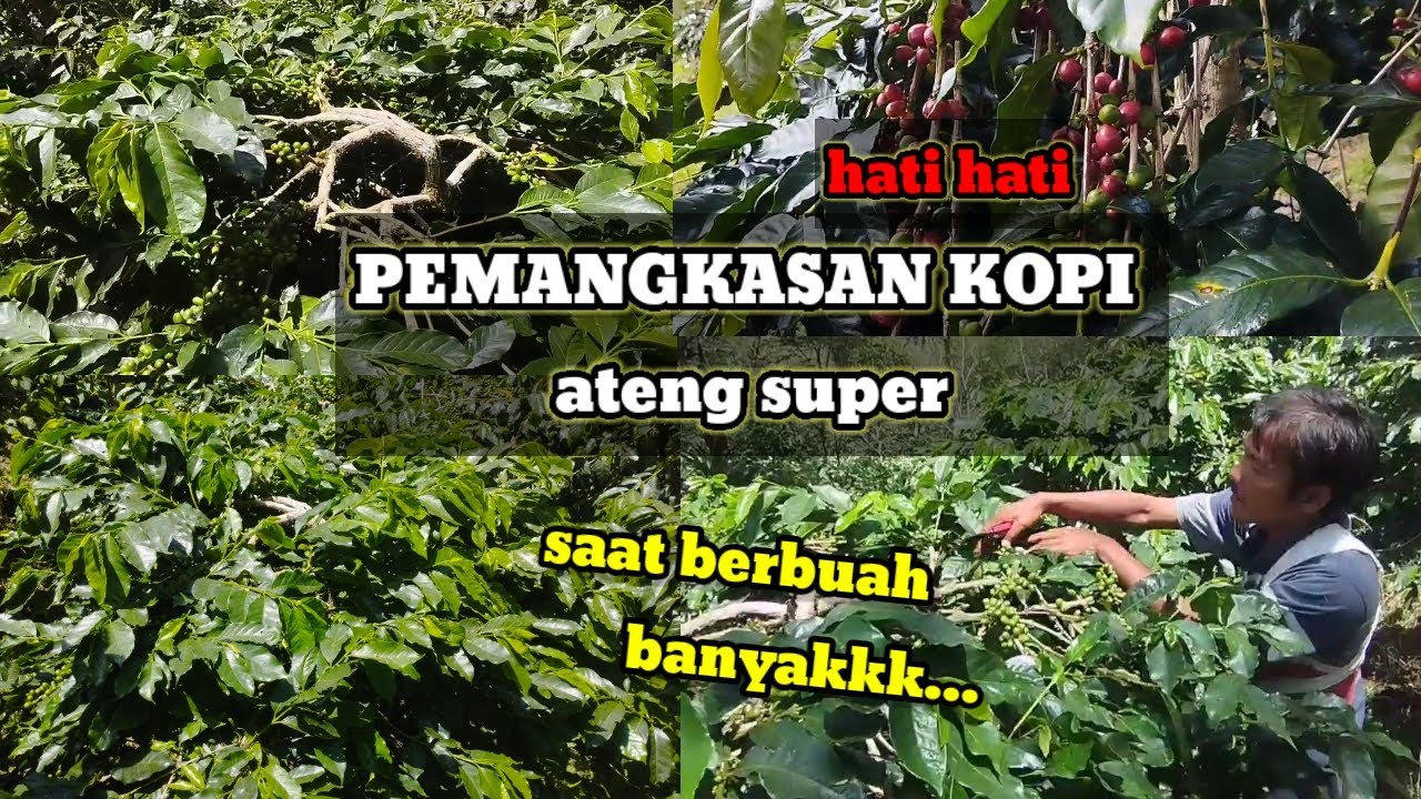 Это разрешено или нет? Обрезка кофе, когда оно плодоносит очень много @feryduniatani#farmingcoffee