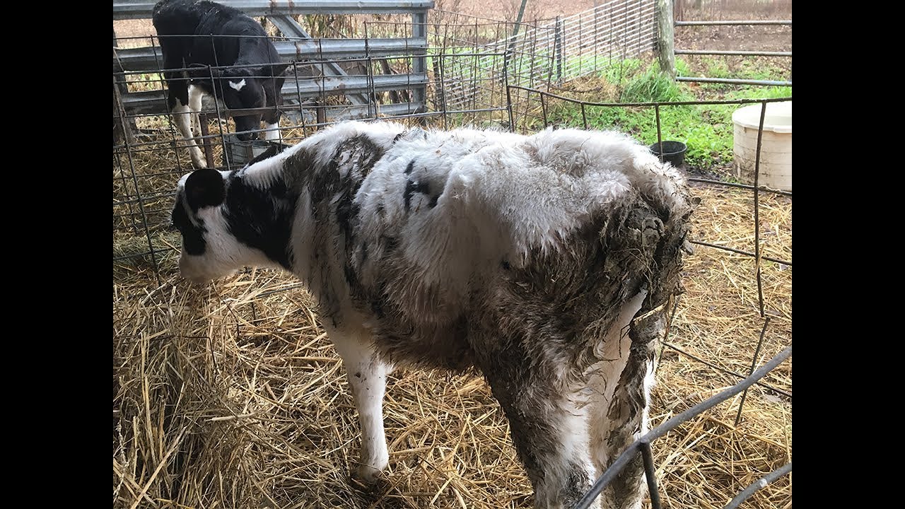 Calf SCOURS OUTBREAK!