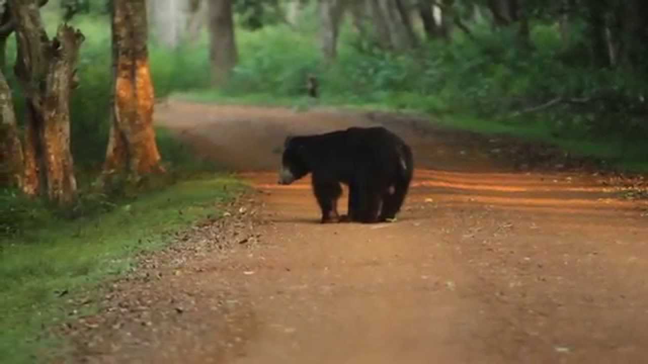 Sloth Bear on Road by Noel Rodrigo