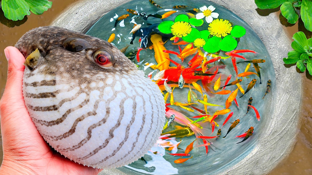 Catch Beautiful Puffer Fish in Mini Lake, Baby Turtles, Pencil Fish, Koi, Blue Guppy and Lot of Fish