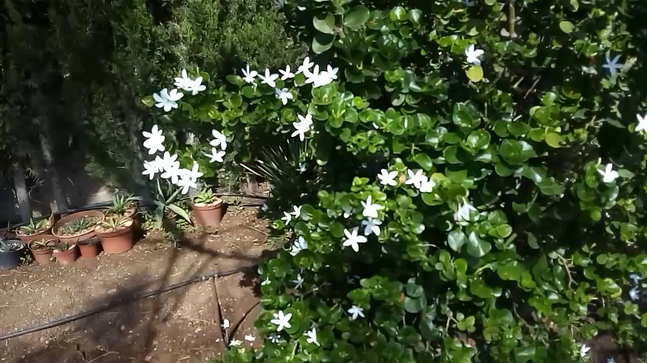 Carissia o jazmin chino, el mejor perfume | El Sueño Jardín Botánico