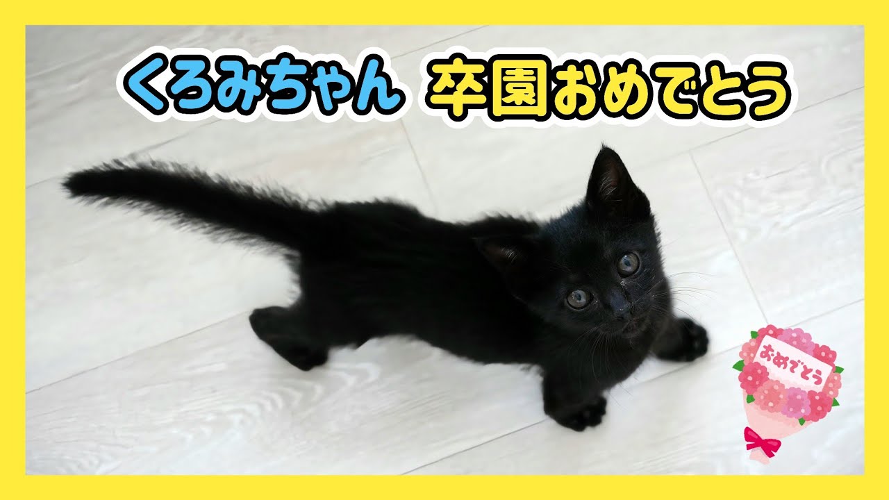 🔴【にこりら】くろみちゃん卒園おめでとうライブ💐