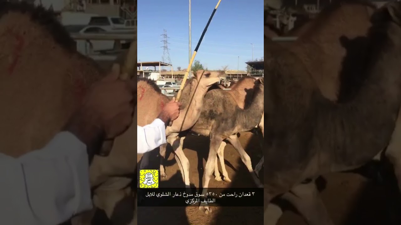 تغطية حراج مدوخ ذعار الشلوي للابل في سوق الطايف المركزي السبت الموافق ١٤٤٣/٣/٢٤ وأسعار الابل والحشو