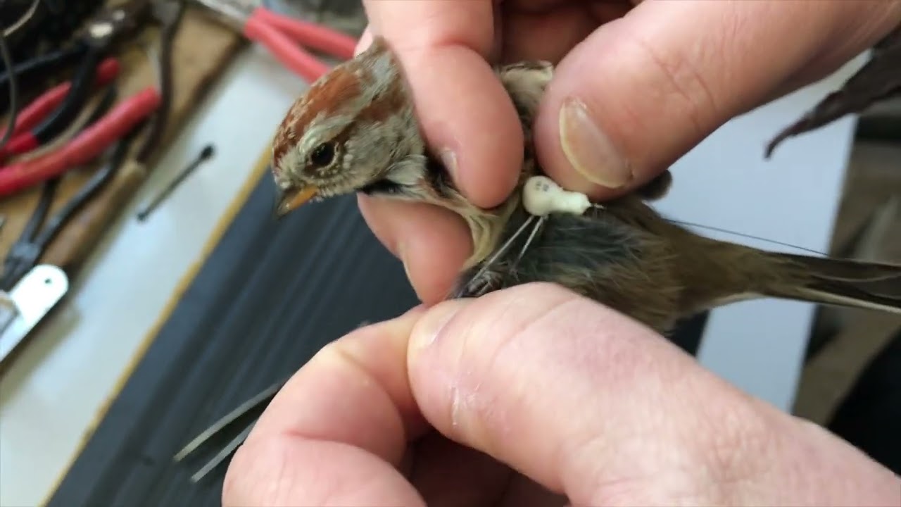 How to Affix Motus Tags using the Figure 8 Leg Loop method