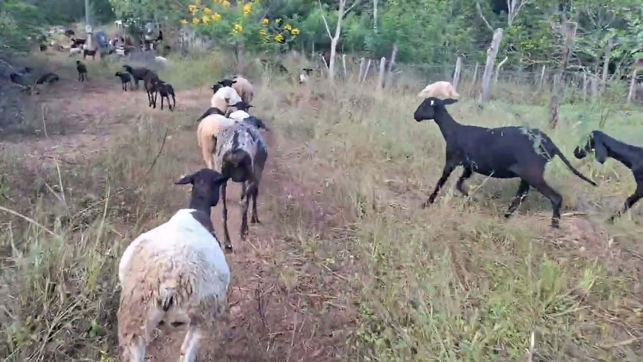 Dia a dia das ovelhas na outra fazenda vídeo completo 