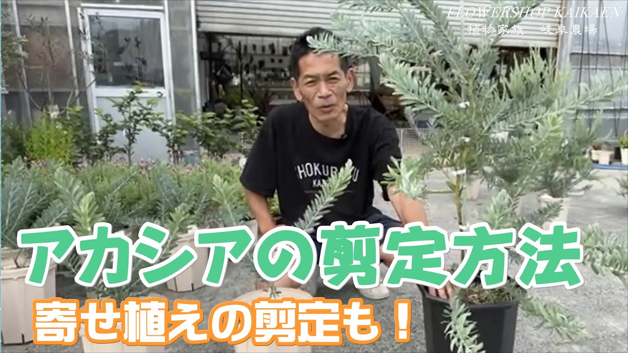 アカシア　寄せ植え　剪定　3日目　岐阜農場　梅雨前にしておく事　植物家族【おうちでガーデニング】開花園チャンネル