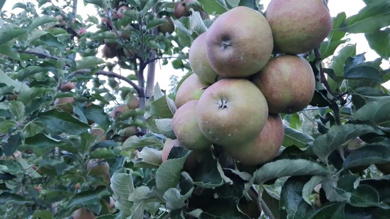 Alwa bardzo lubi parcha# 50 komunikat sadowniczy z dnia13.08.2020 Paweł Kazana