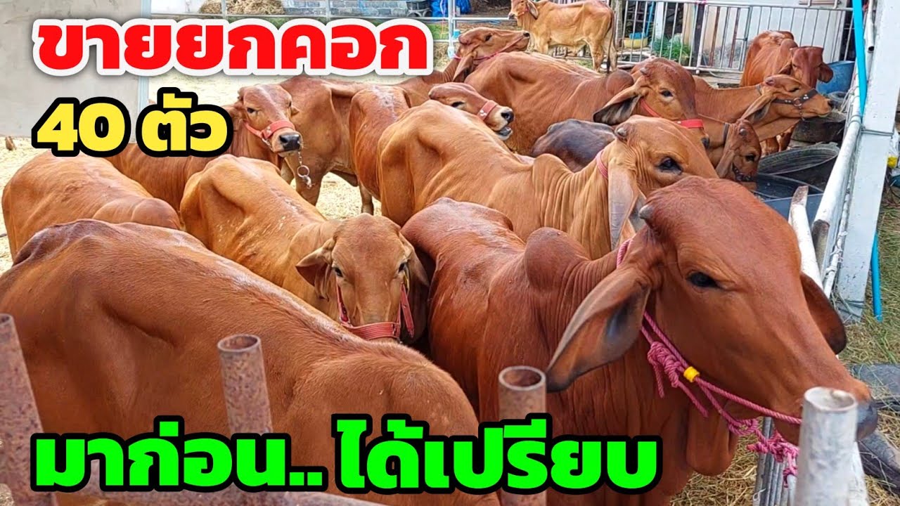 ขายยกคอก 30-40 ตัว ใครมาก่อนได้ก่อน | 5 มี.ค.69 | ราคานี้มีเท่าไหร่ก็ไม่เหลือ‼️ดูเอาครับ