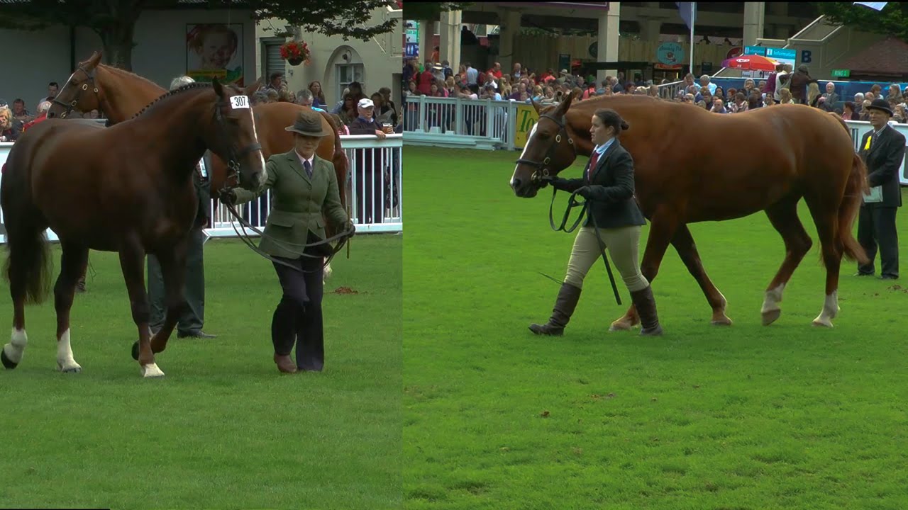 Dublin Horse Show 3 & 4 Year Old RID mare RDS 2015
