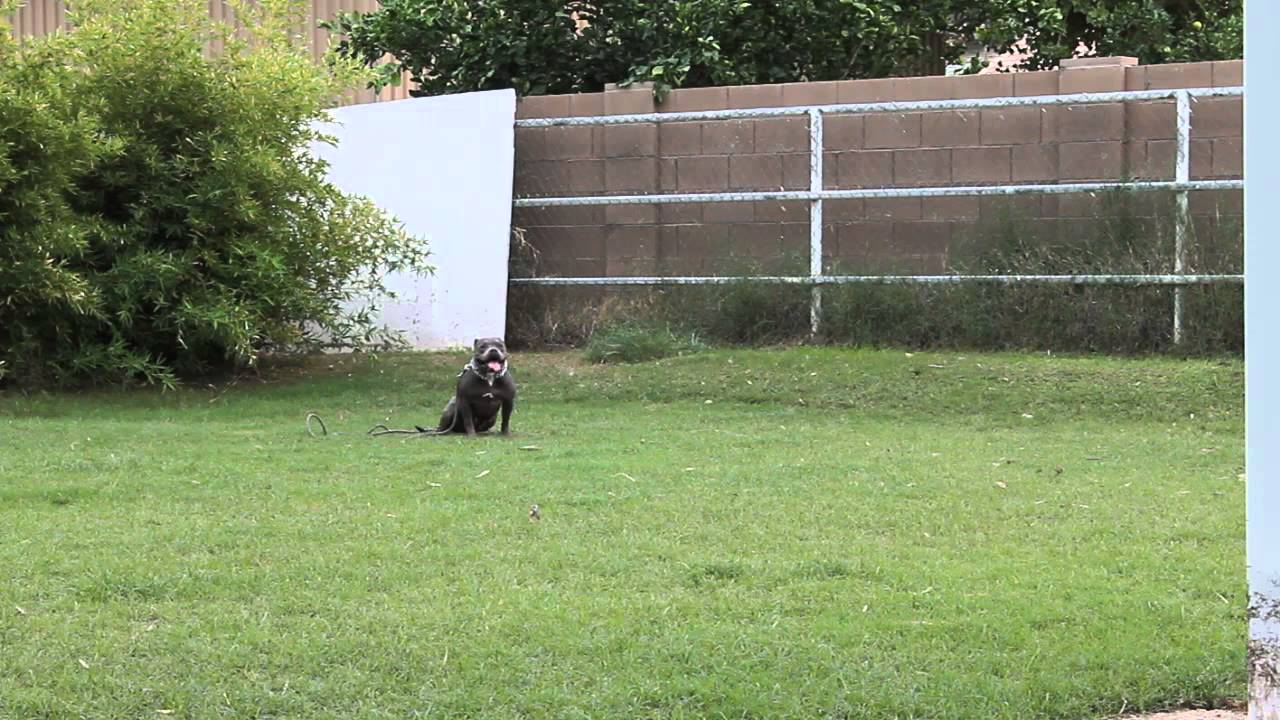 Dog Training Glendale Arizona, Desert Sky K9, www.desertskyk9.com