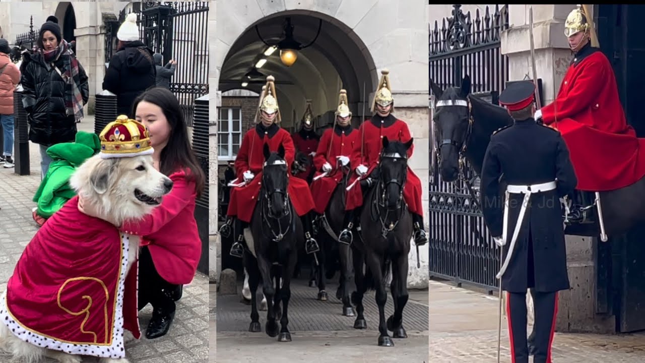 You Have NEVER Seen This Before! Celebrity Dog Photoshoot at Horse Guard!