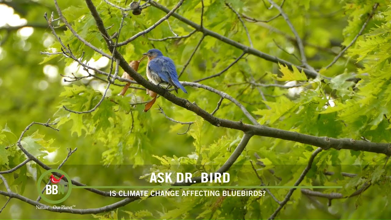 BBN S8:E05 - Bluebirds and American Robins Adapting to Winter, Mice Attacking Laysan Albatrosses