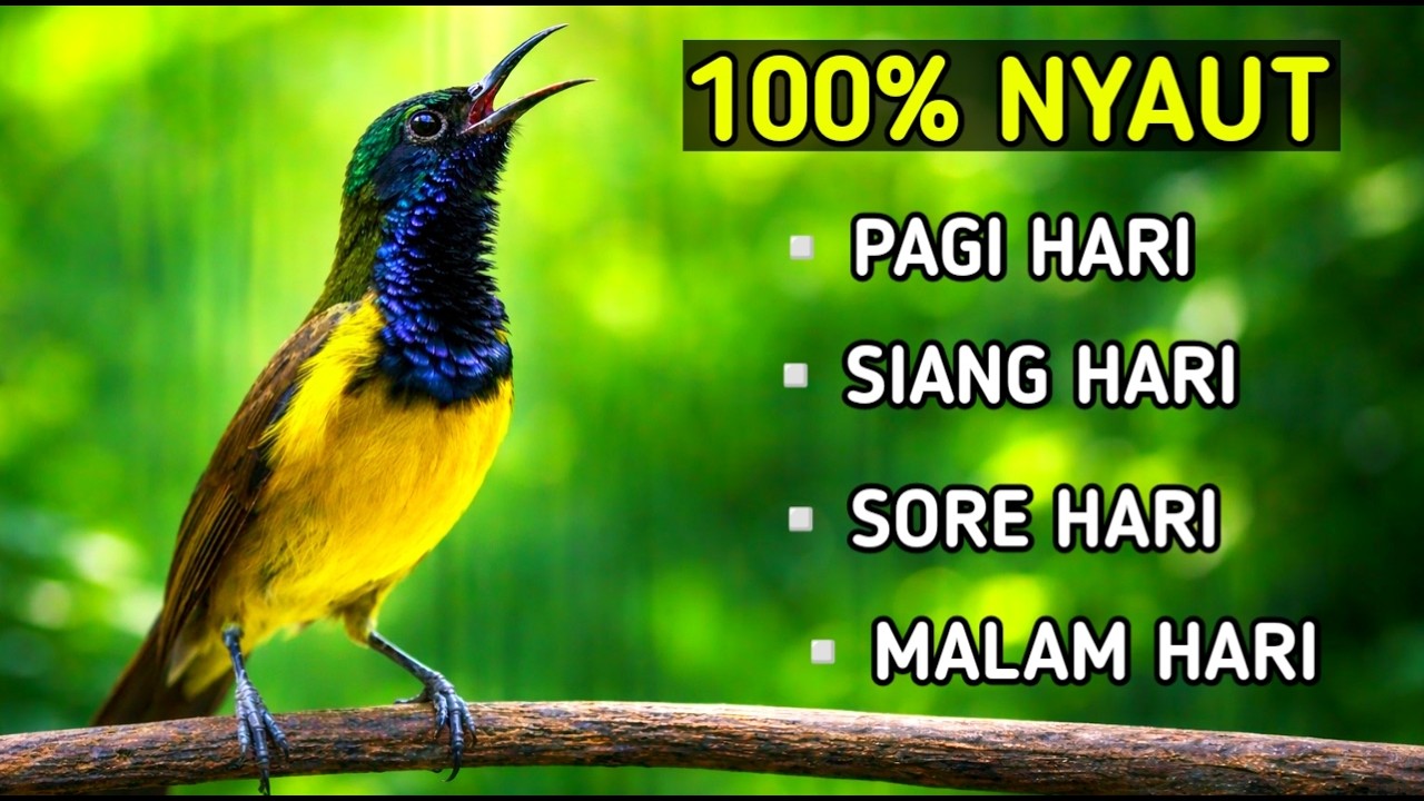 100% nyaut, putar kapanpun pasti nyaut, pancingan sogon ampuh