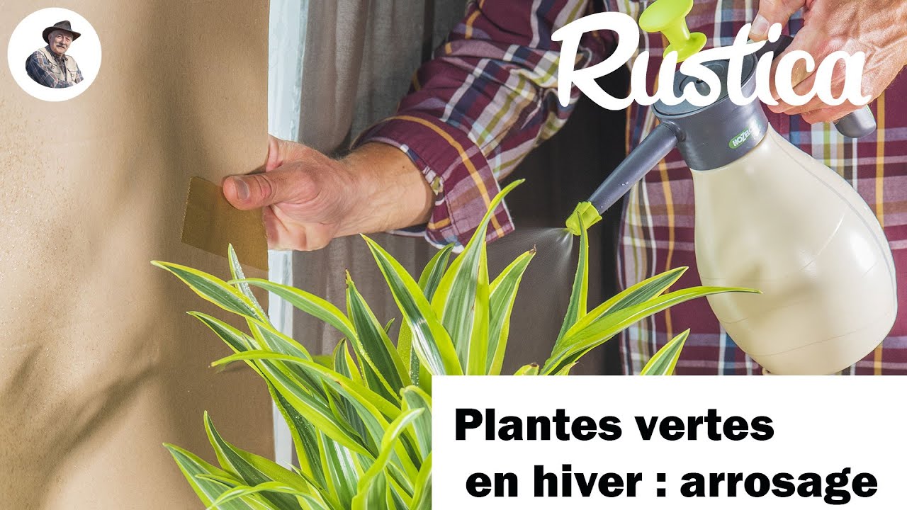L'arrosage des plantes d'intérieur en hiver