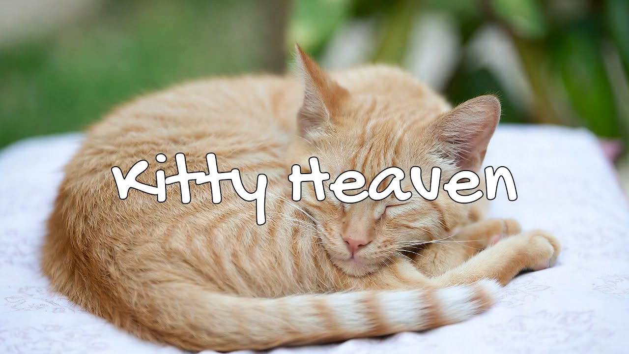 LIVE 🐱 Soft Chillhop for Cozy Cat Nights 🐾 | Season 2 | Non-Stop Chill 🍃