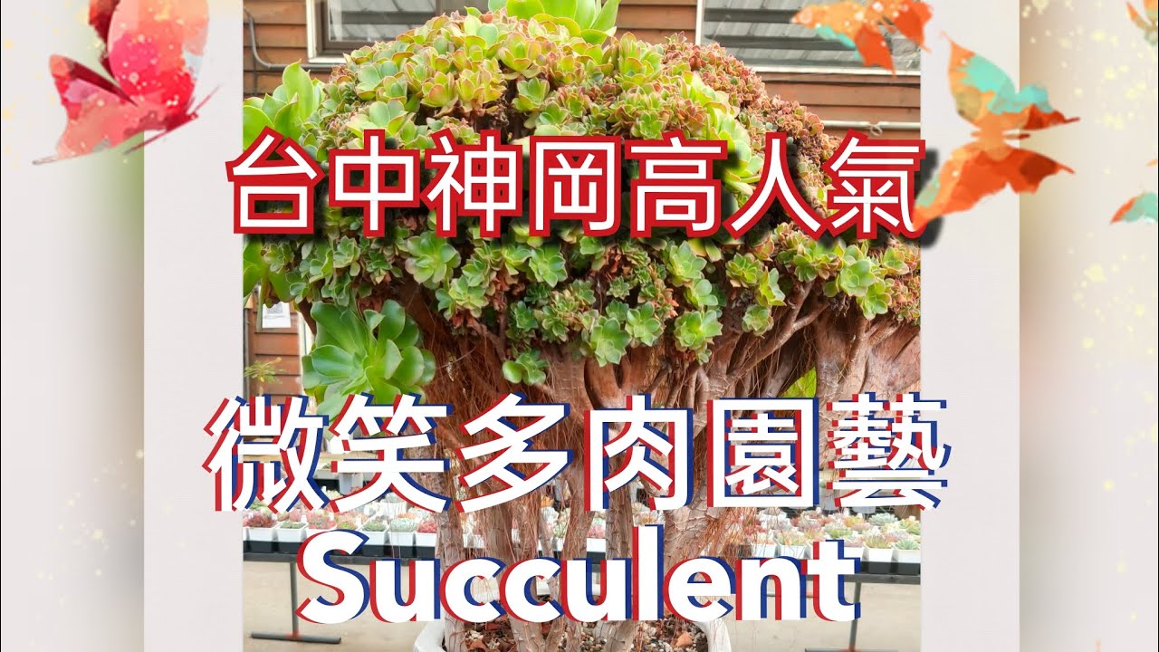 (逛肉買肉)超高知名度x人氣很旺的微笑多肉園藝x裡面有非常多美肉韓肉x展示架的肉肉都是奇珍異寶很吸睛！#succulent #多肉植物 #微笑多肉園藝  #台中 #多肉 #韓肉 #綴せかい