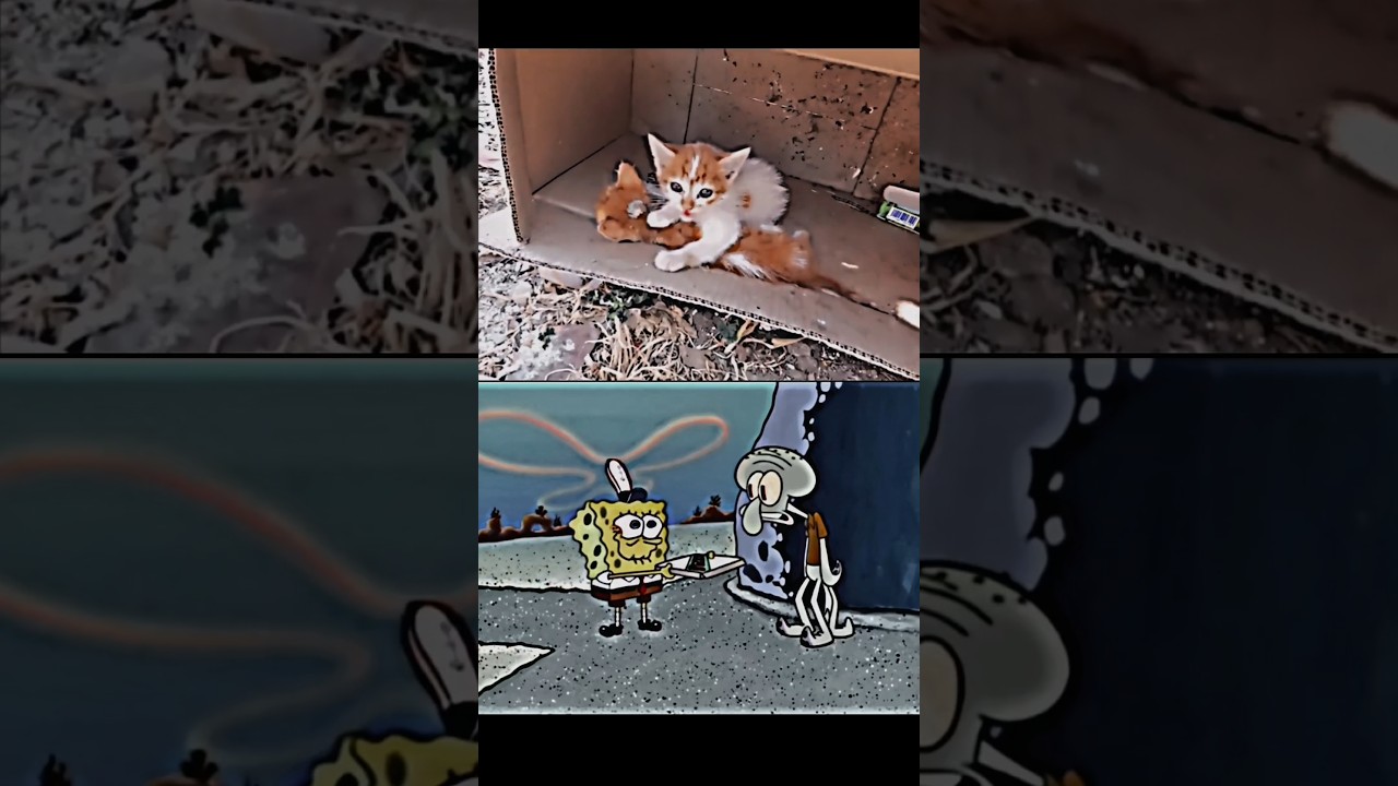 Poor kitten doesn't realize it yet ❤️&zwj;🩹 #sad