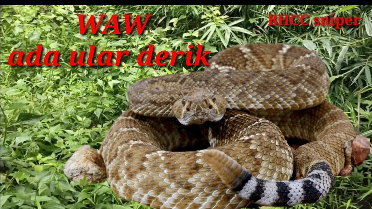 bertemu ular mematikan #ihseremm