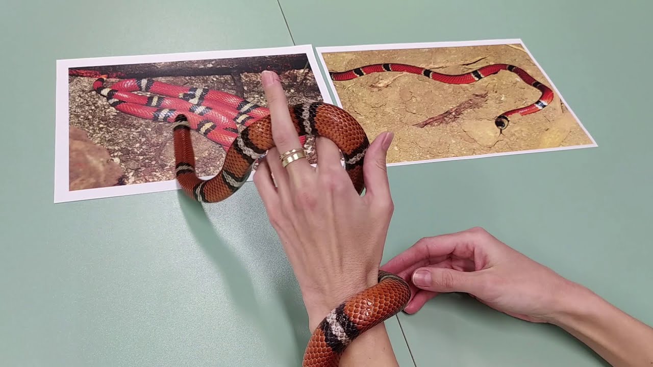 Mimikry: korálovec x korálovka