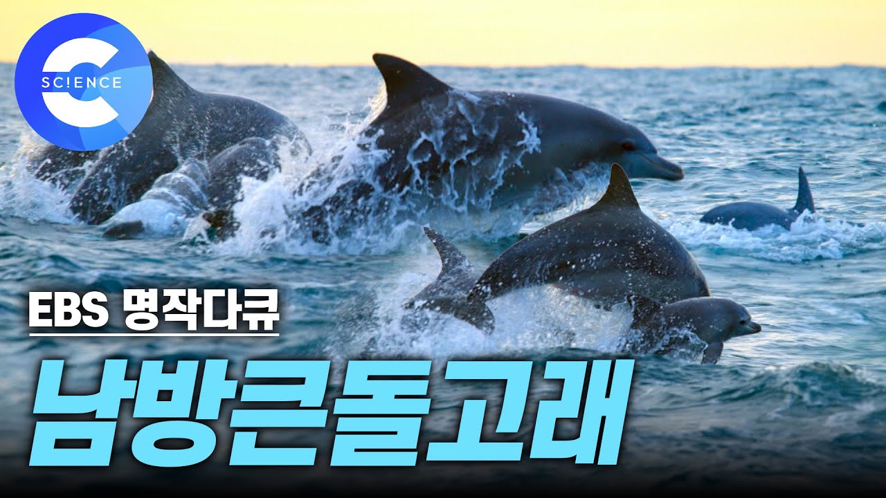 힐링 영상! 바다에서 마음껏 헤엄치는 제주도 '남방큰돌고래' 🐬 | 야생에 잘 적응하고 있는 '제돌이' [EBS 자연다큐] #우영우