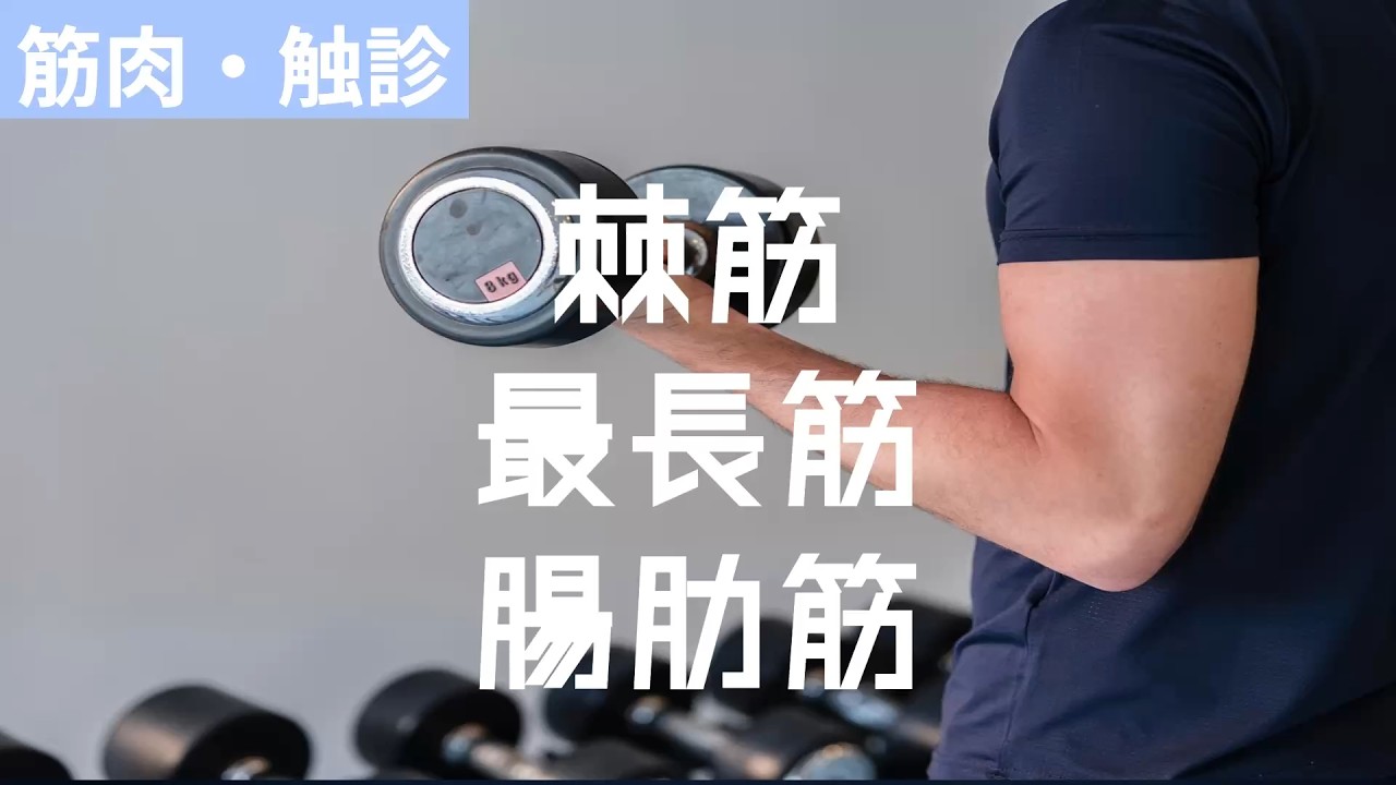 【筋肉series体幹筋① 脊柱起立筋群」
