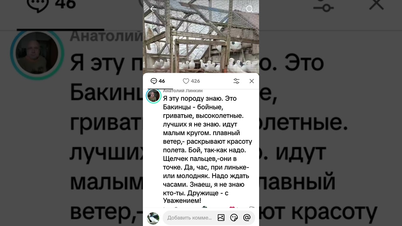 Гривун и бакинец.Голуби.