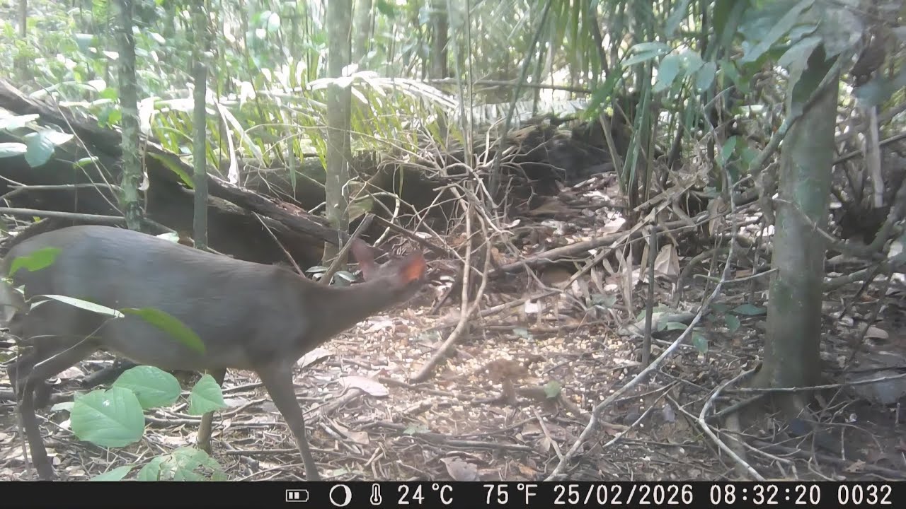 Ceva eletrônica no milho