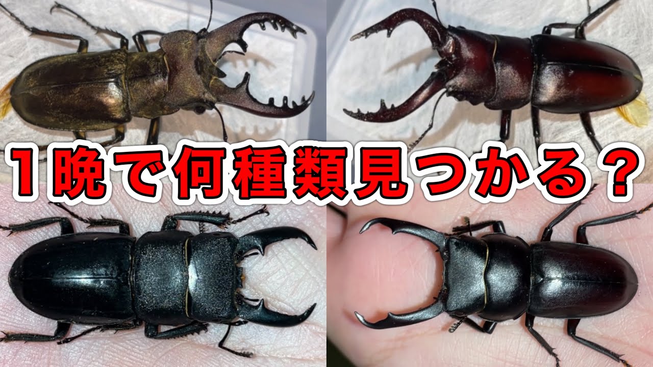 1晩本気出せば何種類のクワガタとカブトムシが採れるのか？！