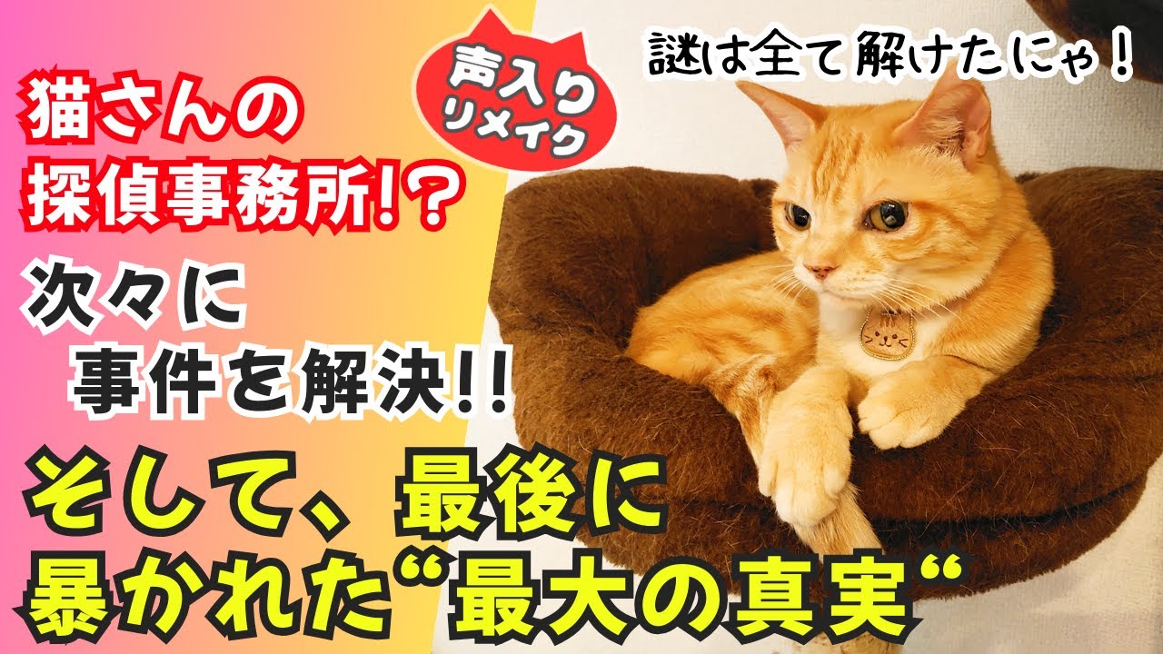【にゃんコメ】猫さんの探偵事務所！？次々に事件を解決！！そして最大の難事件へ！！ #猫 #保護猫  #可愛い猫動画