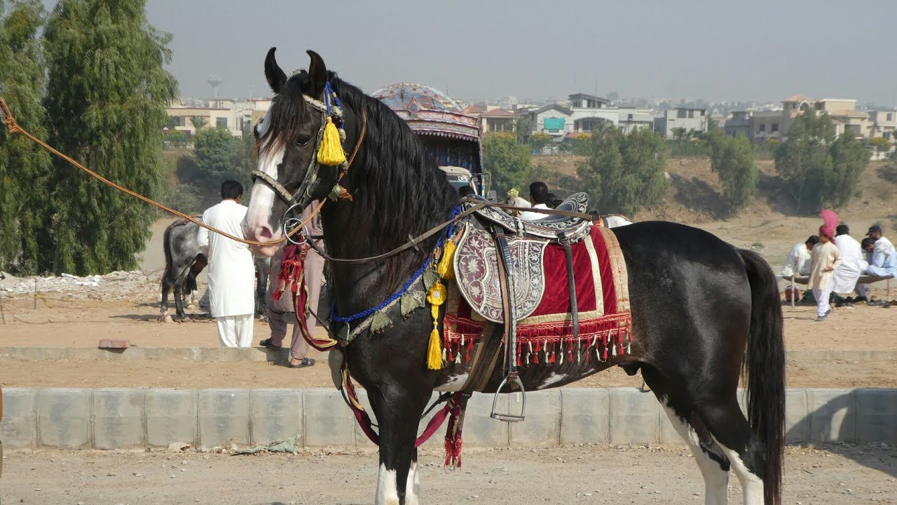 Mushka Panaj Kalyan Horse