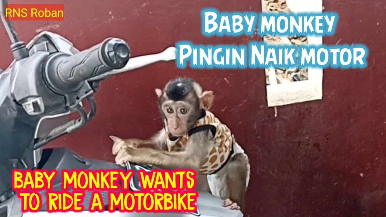 Baby monkey wants to ride a motorbike‼️#monkey #monyet#beruk #primate#beruk #primata @Babymonkey1